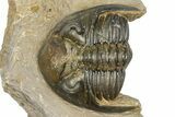Curled Hollardops Trilobite - Foum Zguid, Morocco #372424-1